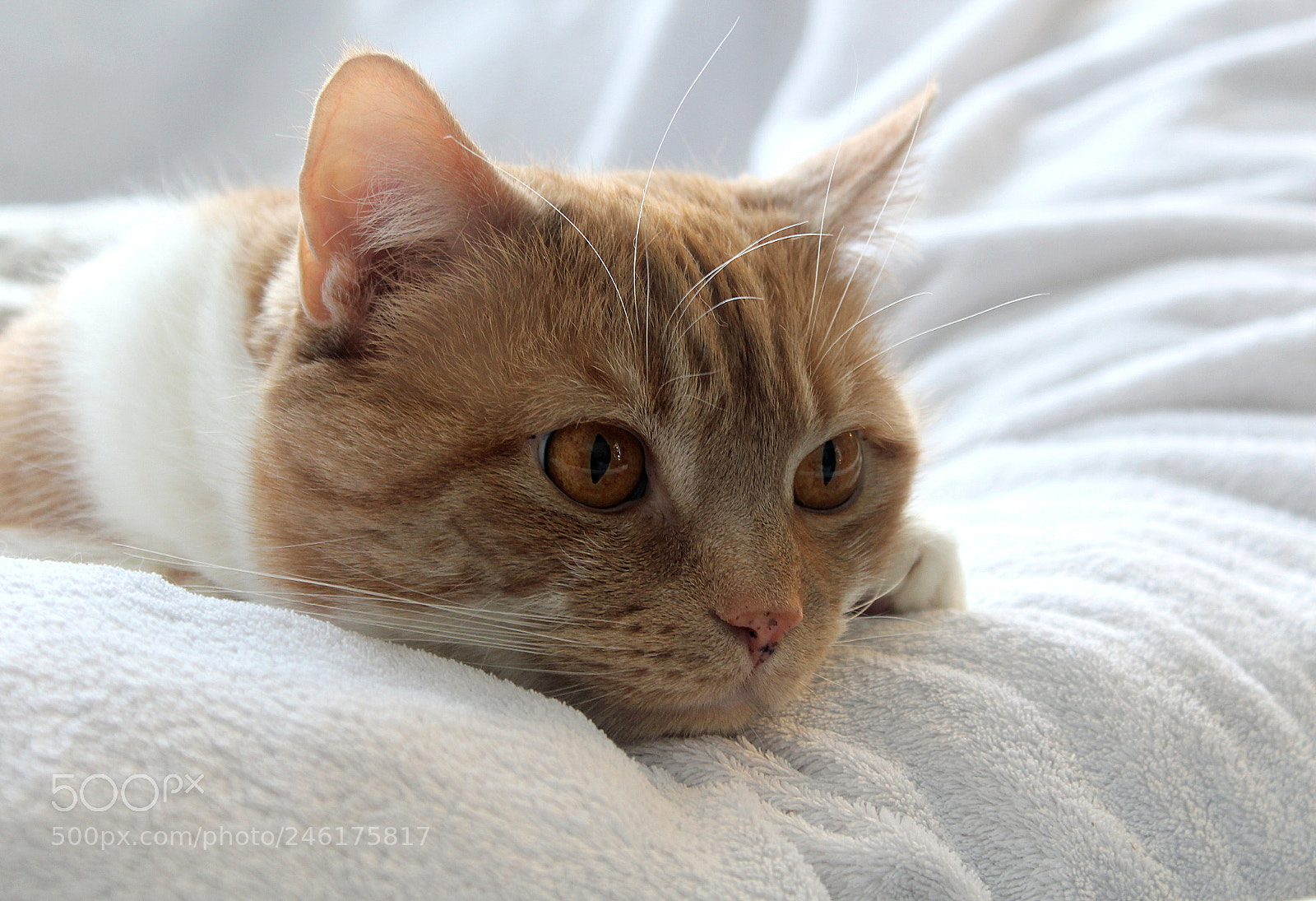 Canon EOS 600D (Rebel EOS T3i / EOS Kiss X5) sample photo. Sunday mood photography