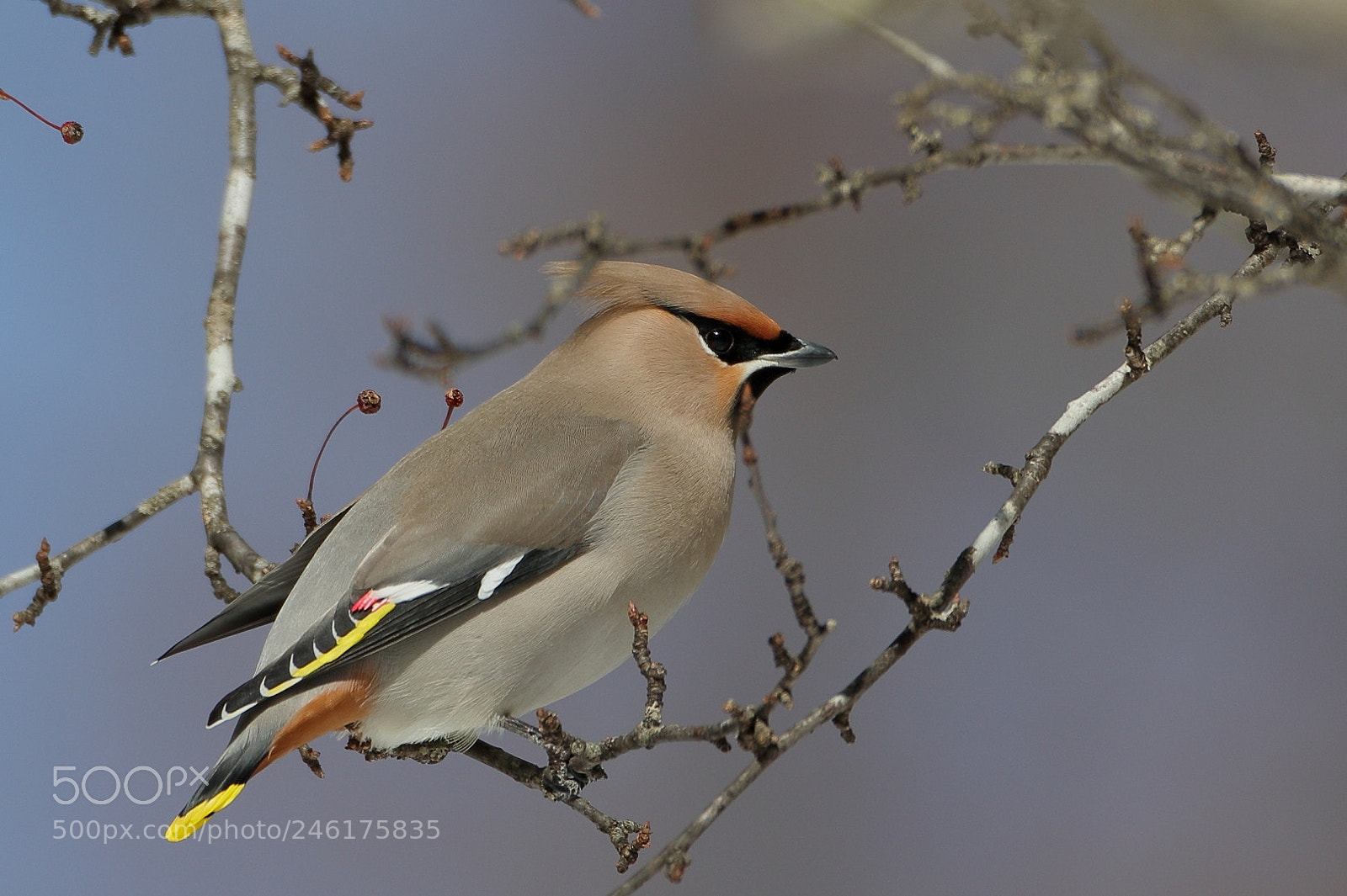 Canon EOS 7D Mark II sample photo. In the winter sunshine photography