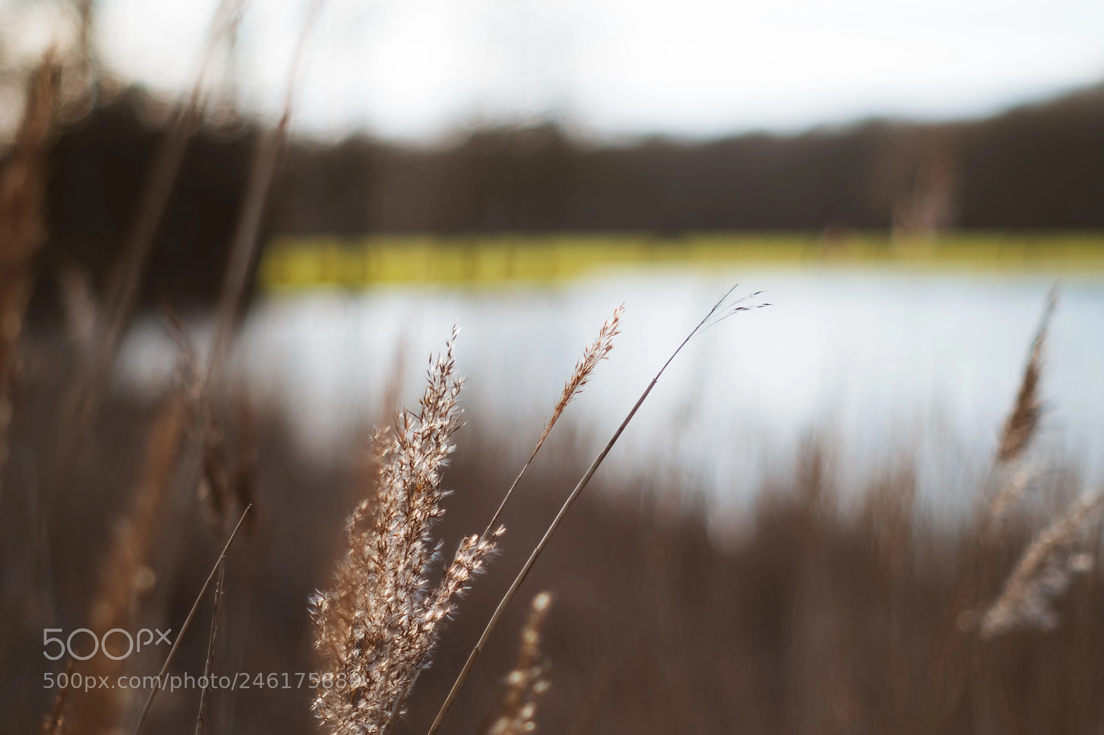 Fujifilm X-T2 sample photo. Golden hour and a photography