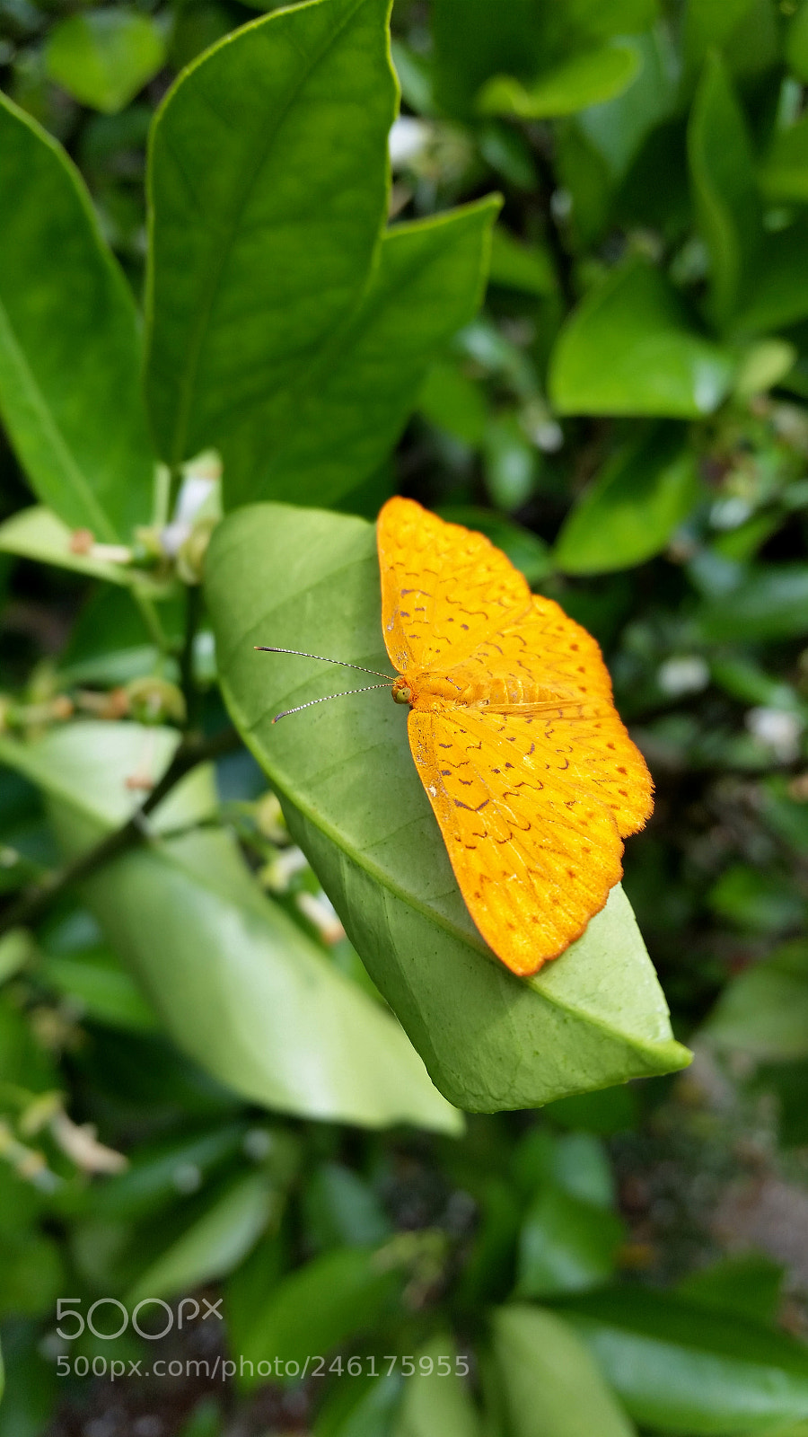 Samsung Galaxy S5 sample photo. Yellow butterfly on plant photography