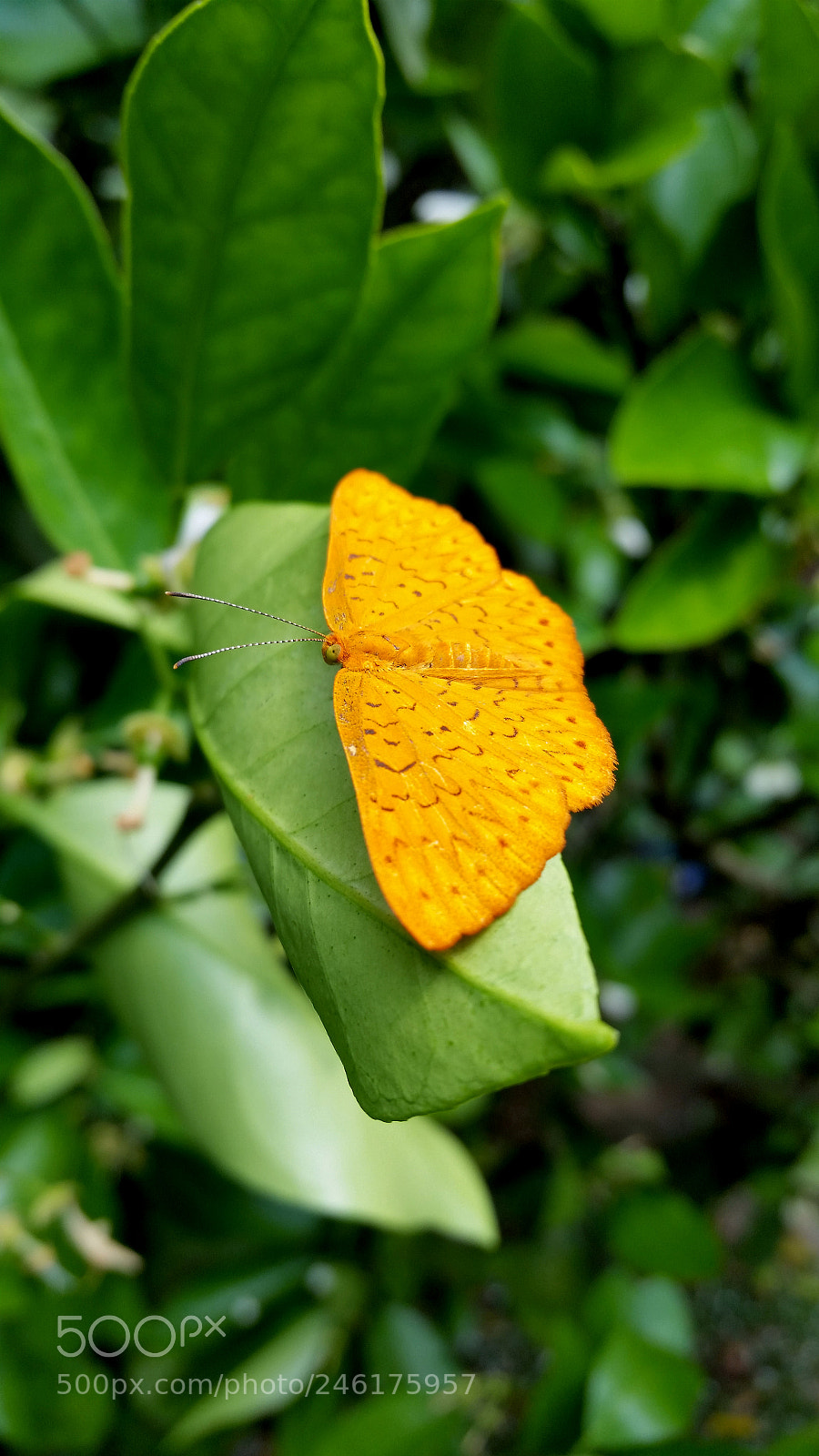 Samsung Galaxy S5 sample photo. Yellow butterfly on plant photography