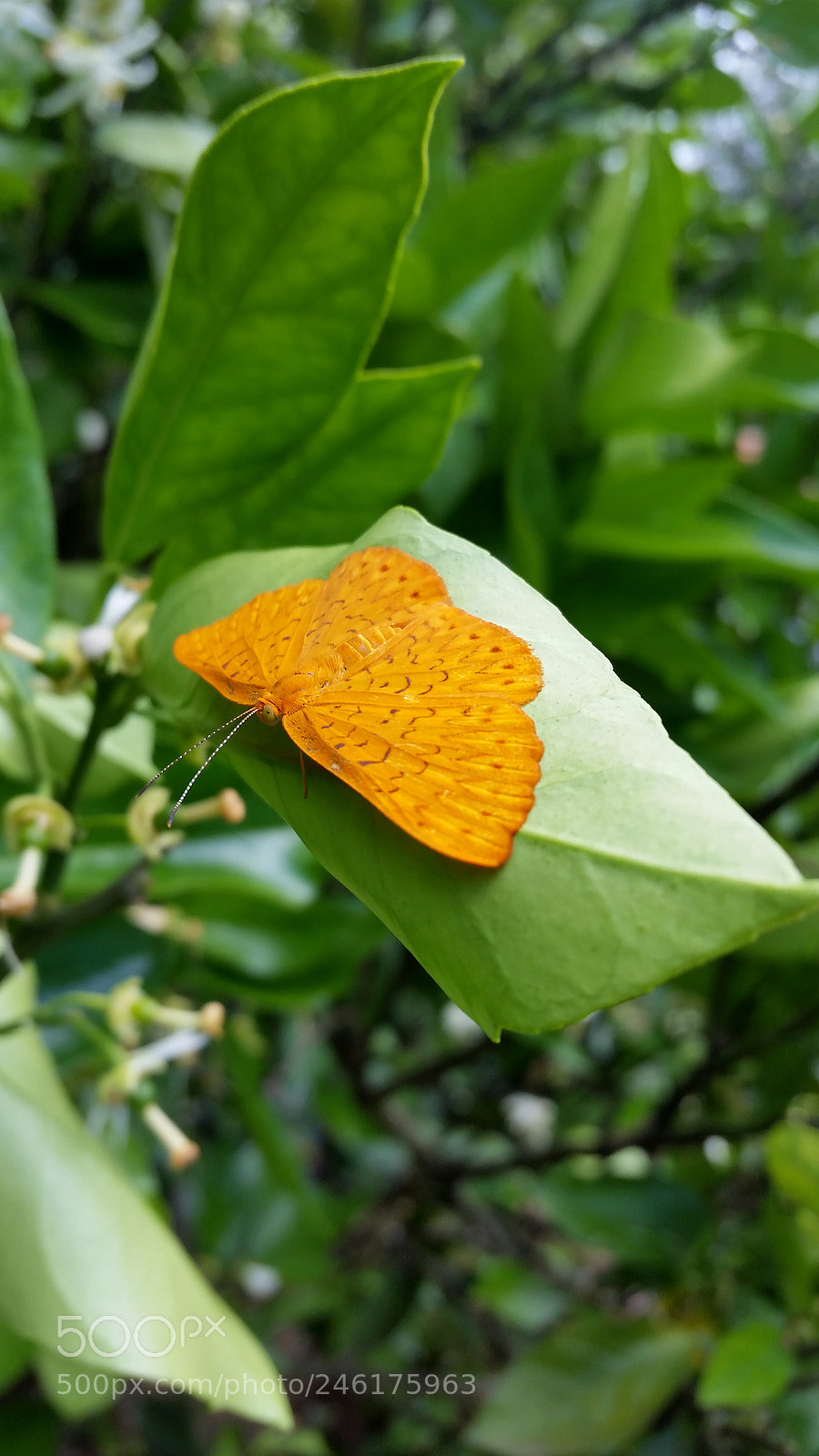 Samsung Galaxy S5 sample photo. Yellow butterfly on plant photography