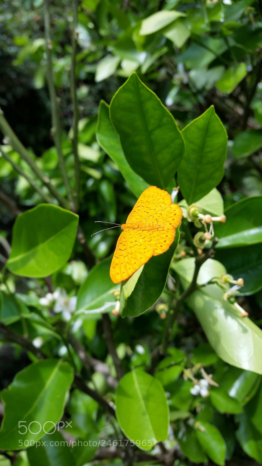 Samsung Galaxy S5 sample photo. Yellow butterfly on plant photography