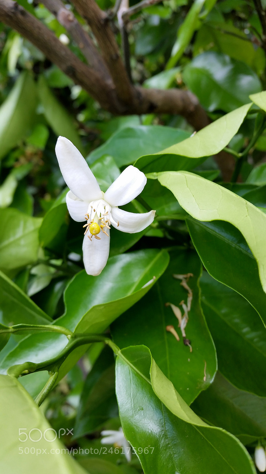 Samsung Galaxy S5 sample photo. Ranimiro white flower photography
