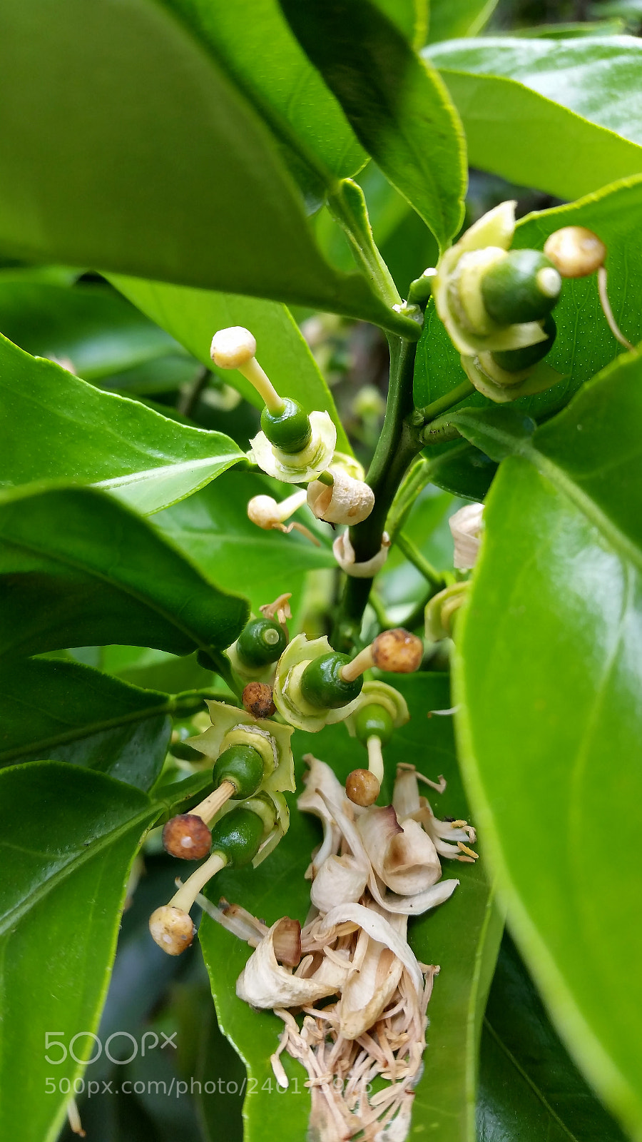 Samsung Galaxy S5 sample photo. Ranimiro small orange photography