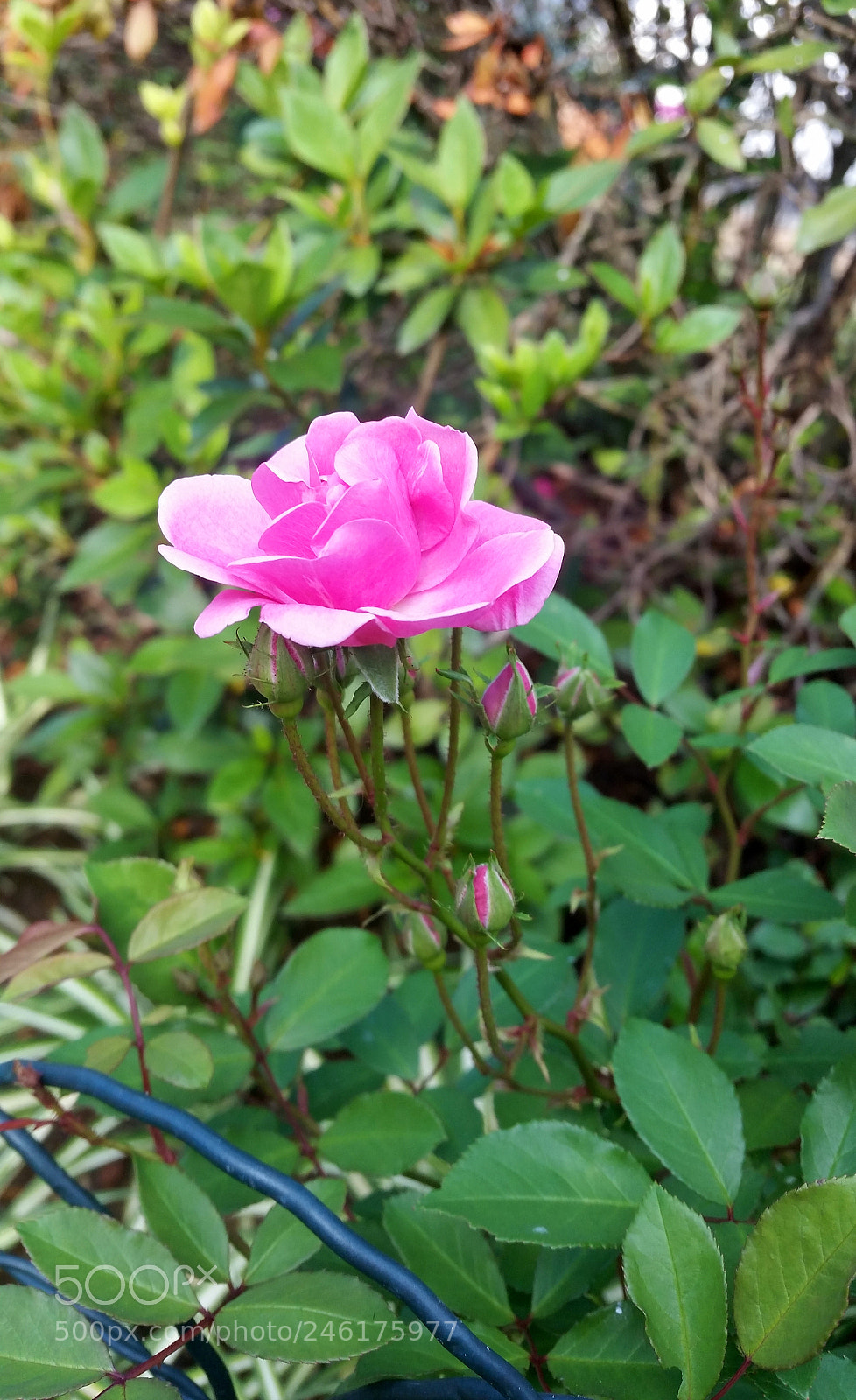 Samsung Galaxy S5 sample photo. Ranimiro pink rose photography