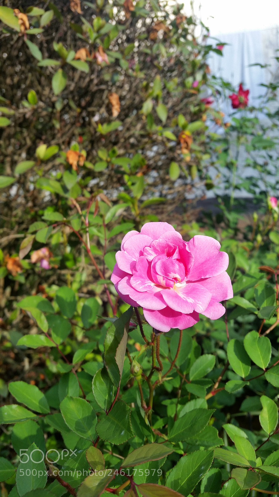 Samsung Galaxy S5 sample photo. Ranimiro pink rose photography