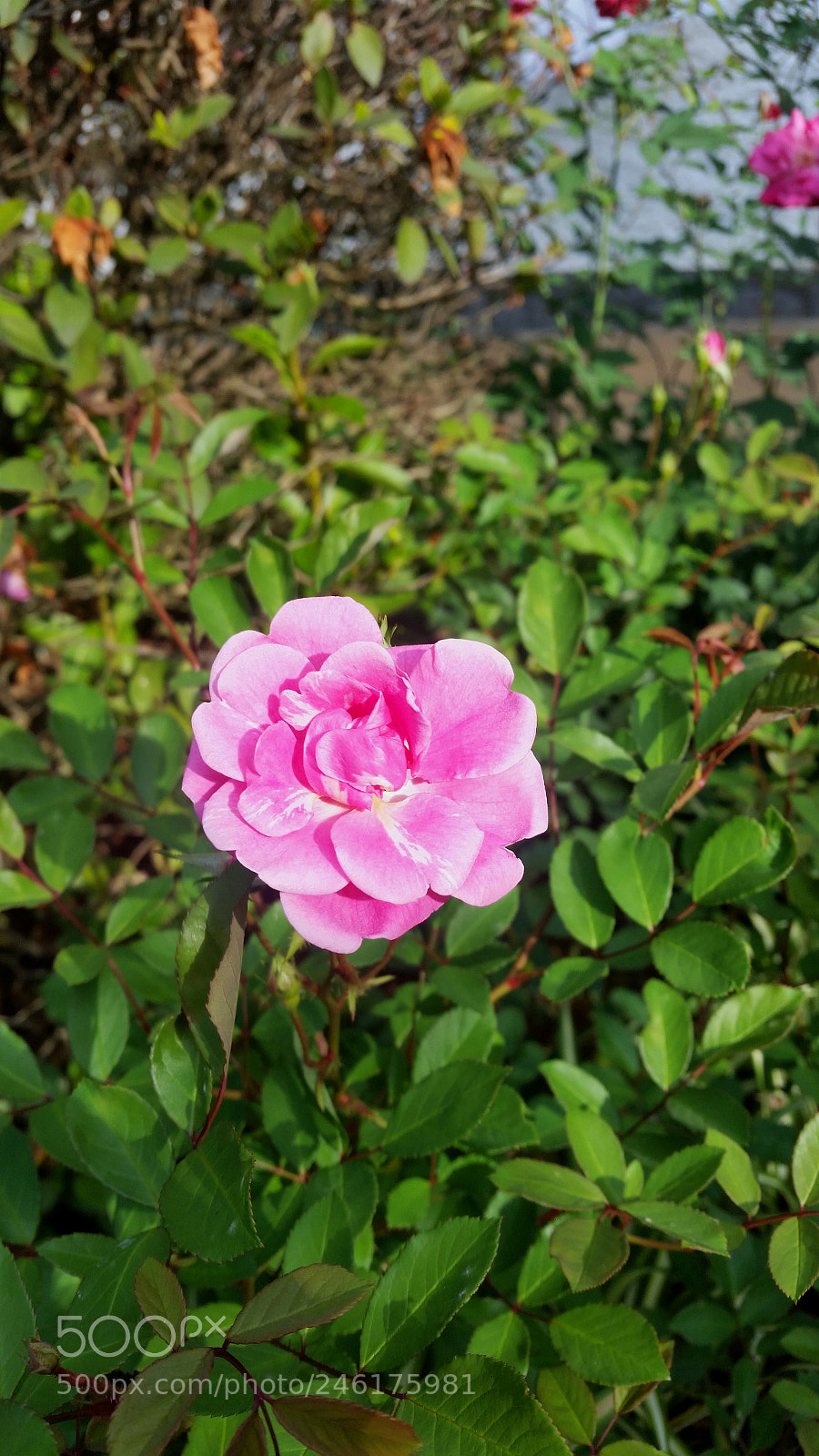 Samsung Galaxy S5 sample photo. Ranimiro pink rose photography