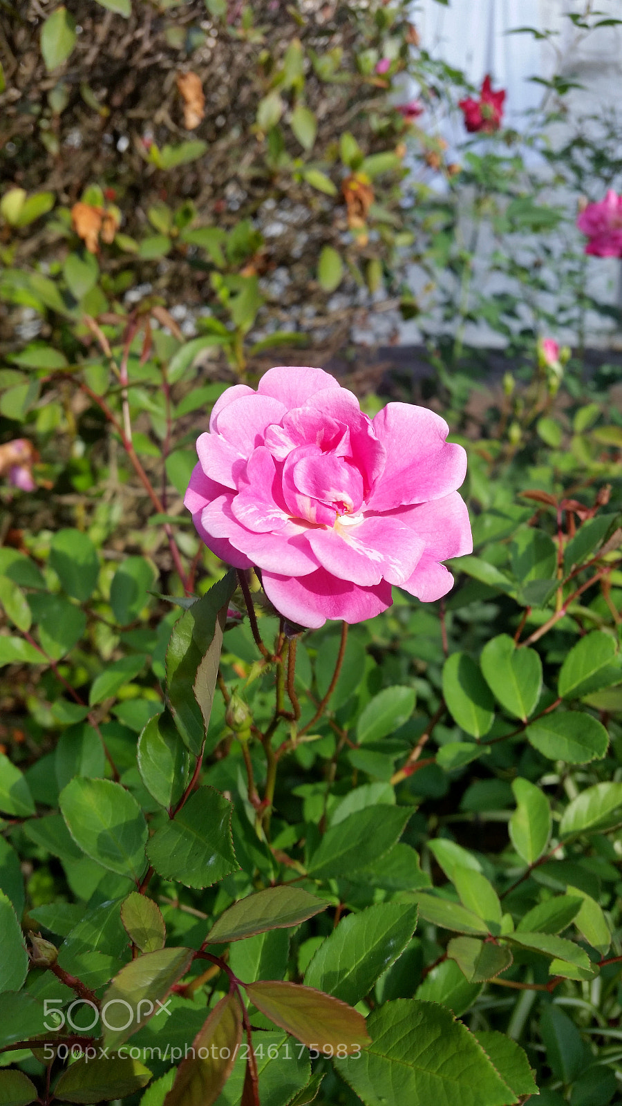 Samsung Galaxy S5 sample photo. Ranimiro pink rose photography