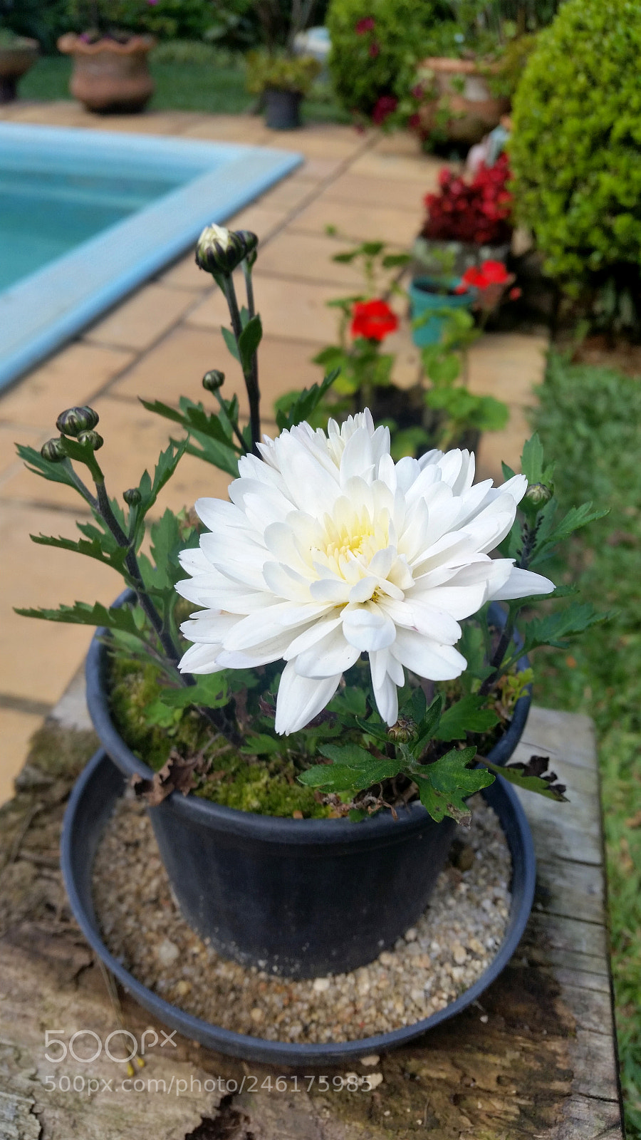 Samsung Galaxy S5 sample photo. Ranimiro white flower photography