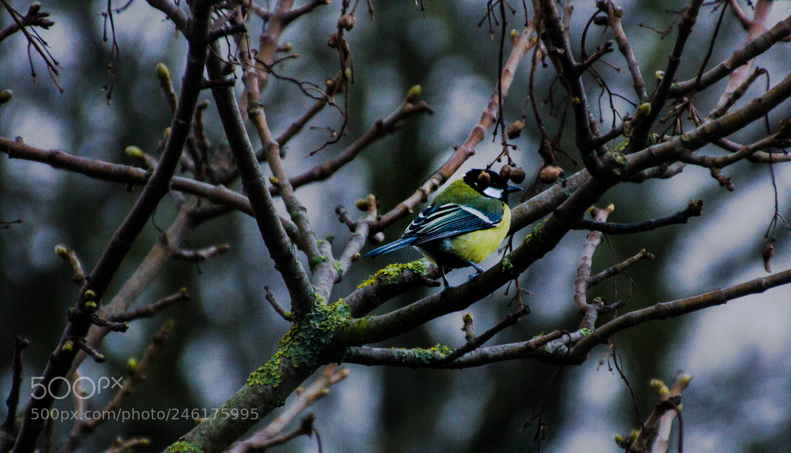 Nikon D5100 sample photo. Little bird photography
