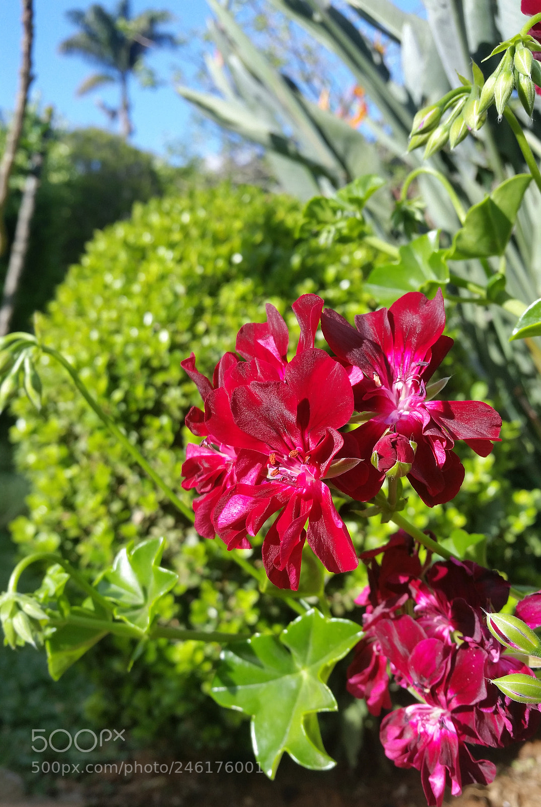 Samsung Galaxy S5 sample photo. Ranimiro burgundy flower photography