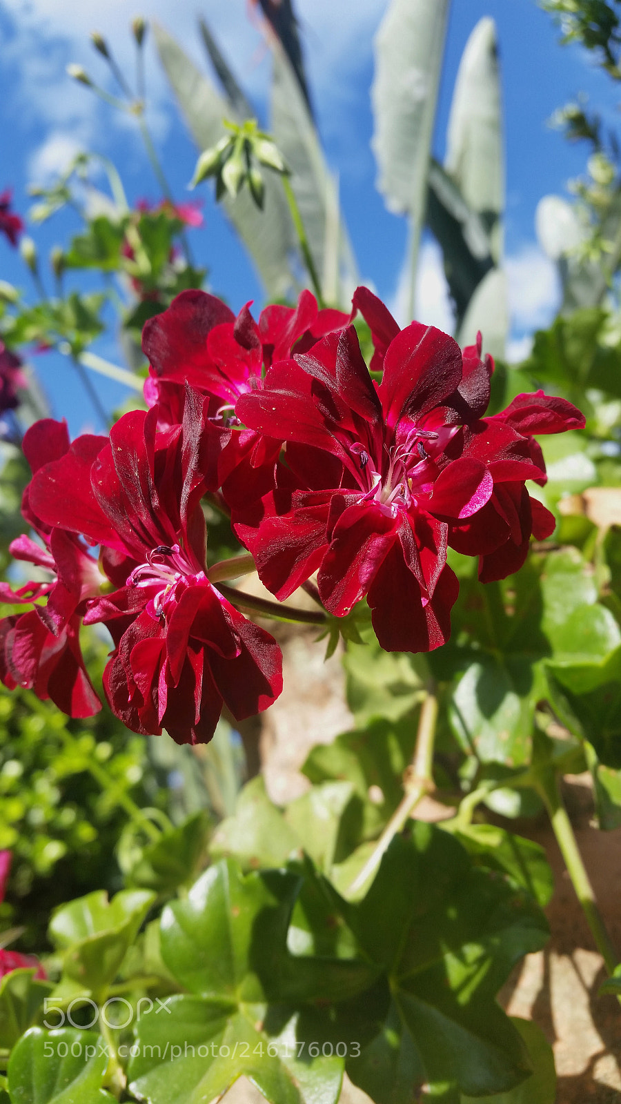 Samsung Galaxy S5 sample photo. Ranimiro burgundy flower photography