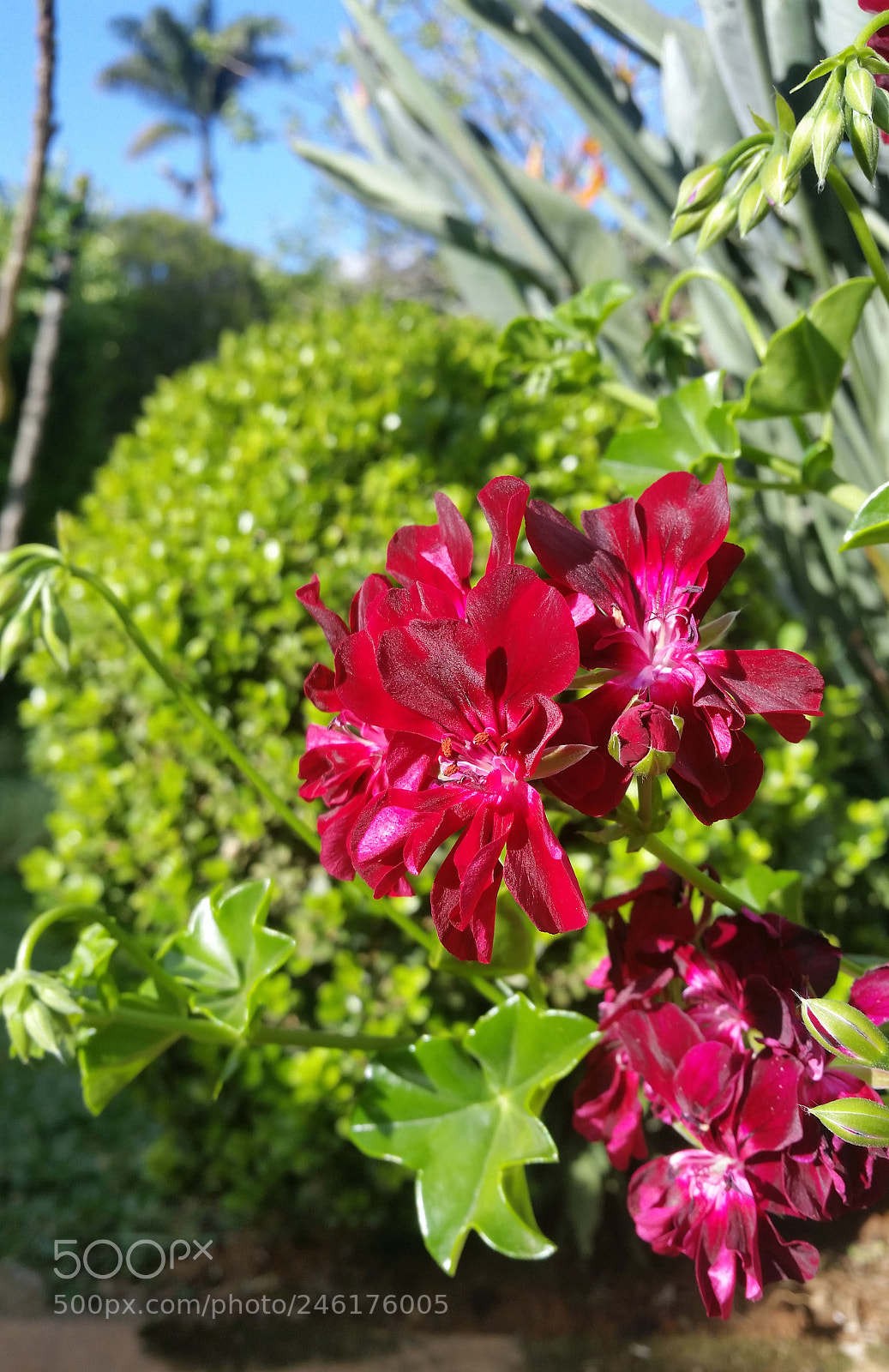 Samsung Galaxy S5 sample photo. Ranimiro burgundy flower photography