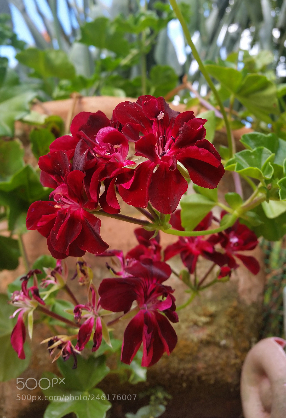Samsung Galaxy S5 sample photo. Ranimiro burgundy flower photography