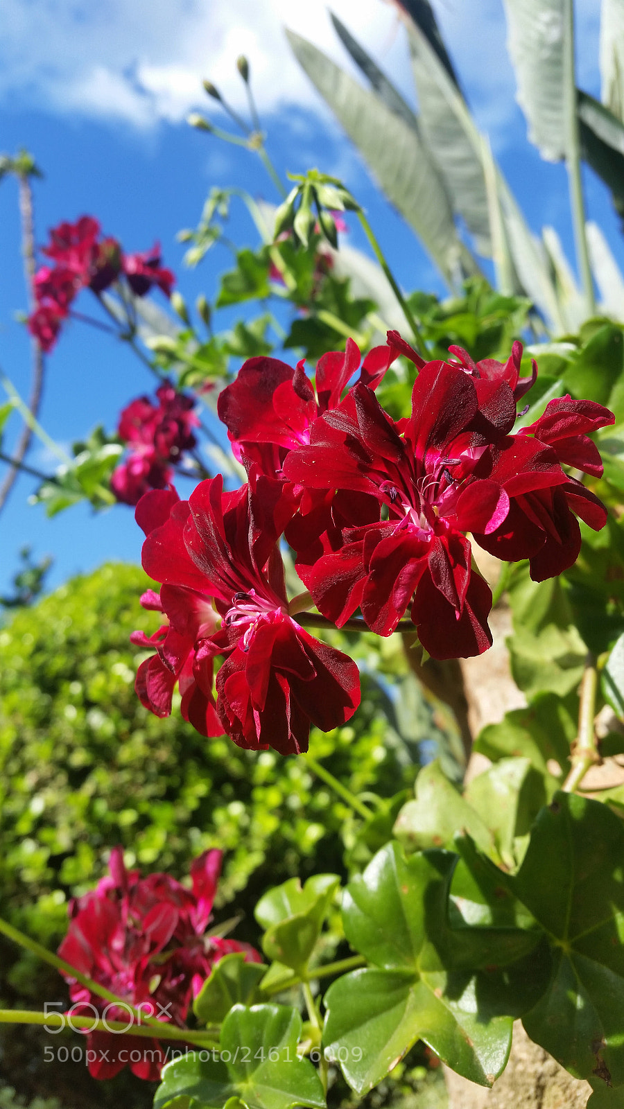 Samsung Galaxy S5 sample photo. Ranimiro burgundy flower photography