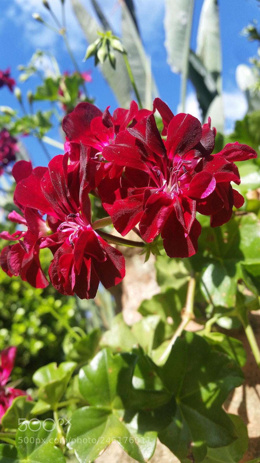 Samsung Galaxy S5 sample photo. Ranimiro burgundy flower photography