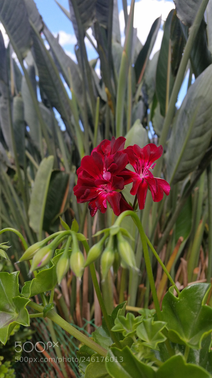 Samsung Galaxy S5 sample photo. Ranimiro burgundy flower photography