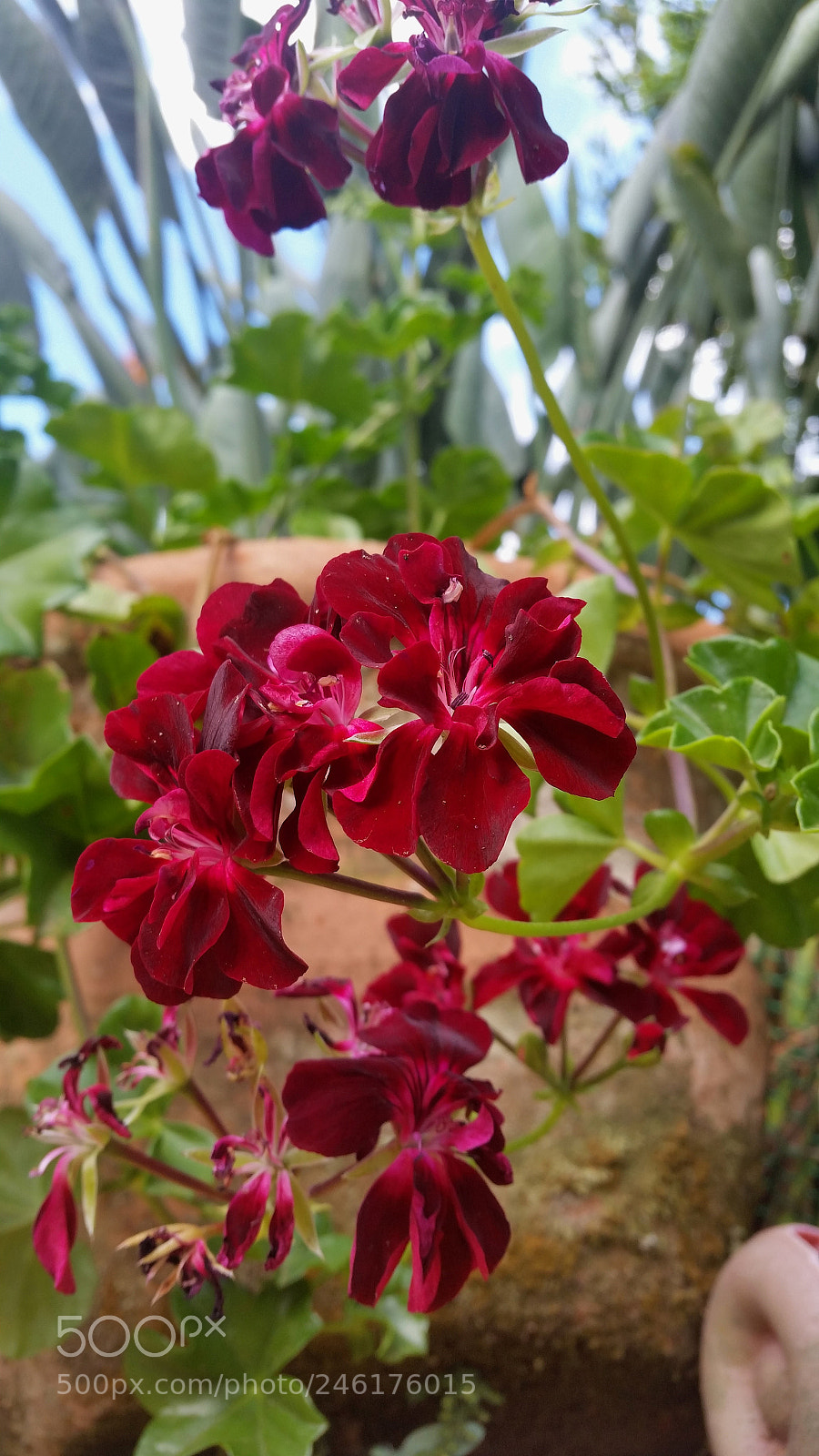 Samsung Galaxy S5 sample photo. Ranimiro burgundy flower photography