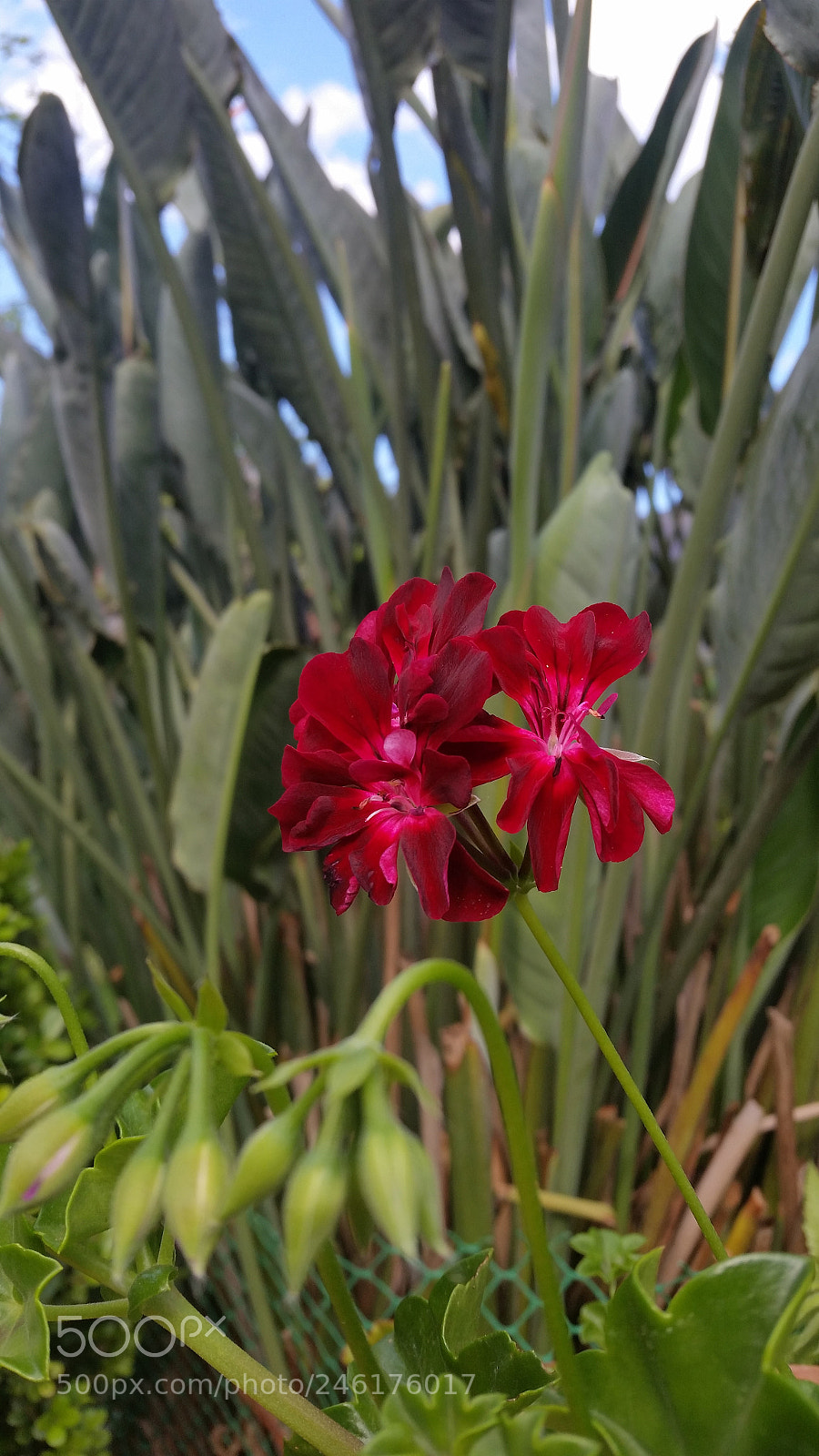 Samsung Galaxy S5 sample photo. Ranimiro burgundy flower photography