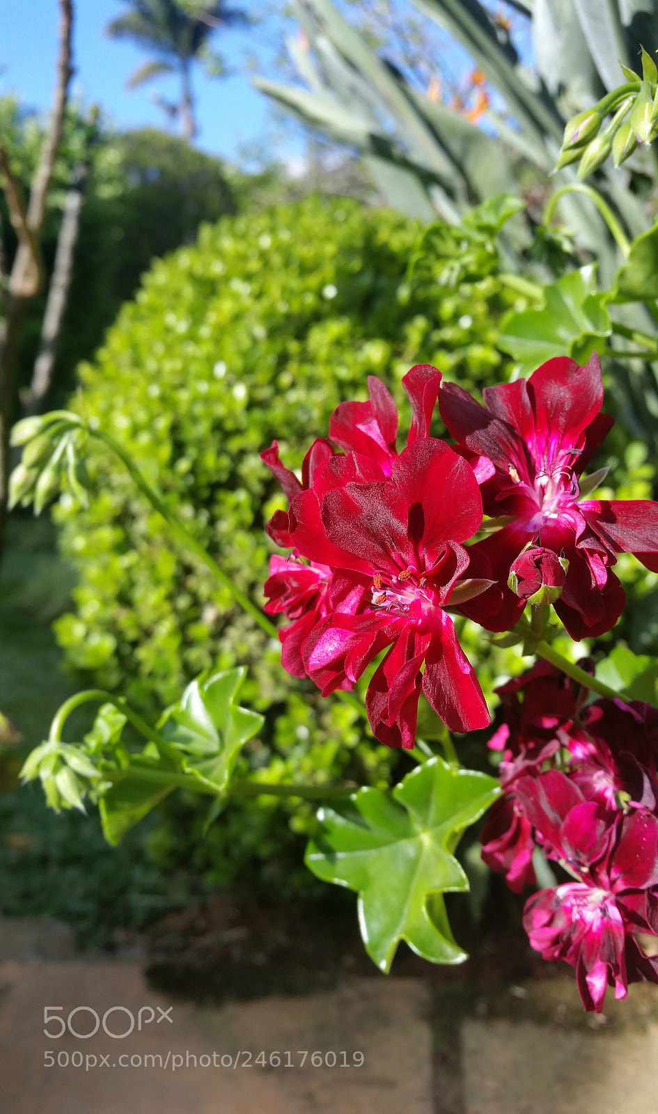 Samsung Galaxy S5 sample photo. Ranimiro burgundy flower photography