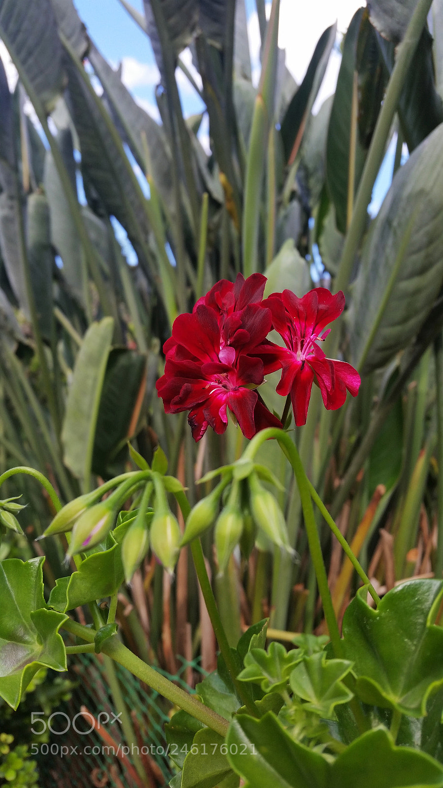 Samsung Galaxy S5 sample photo. Ranimiro burgundy flower photography