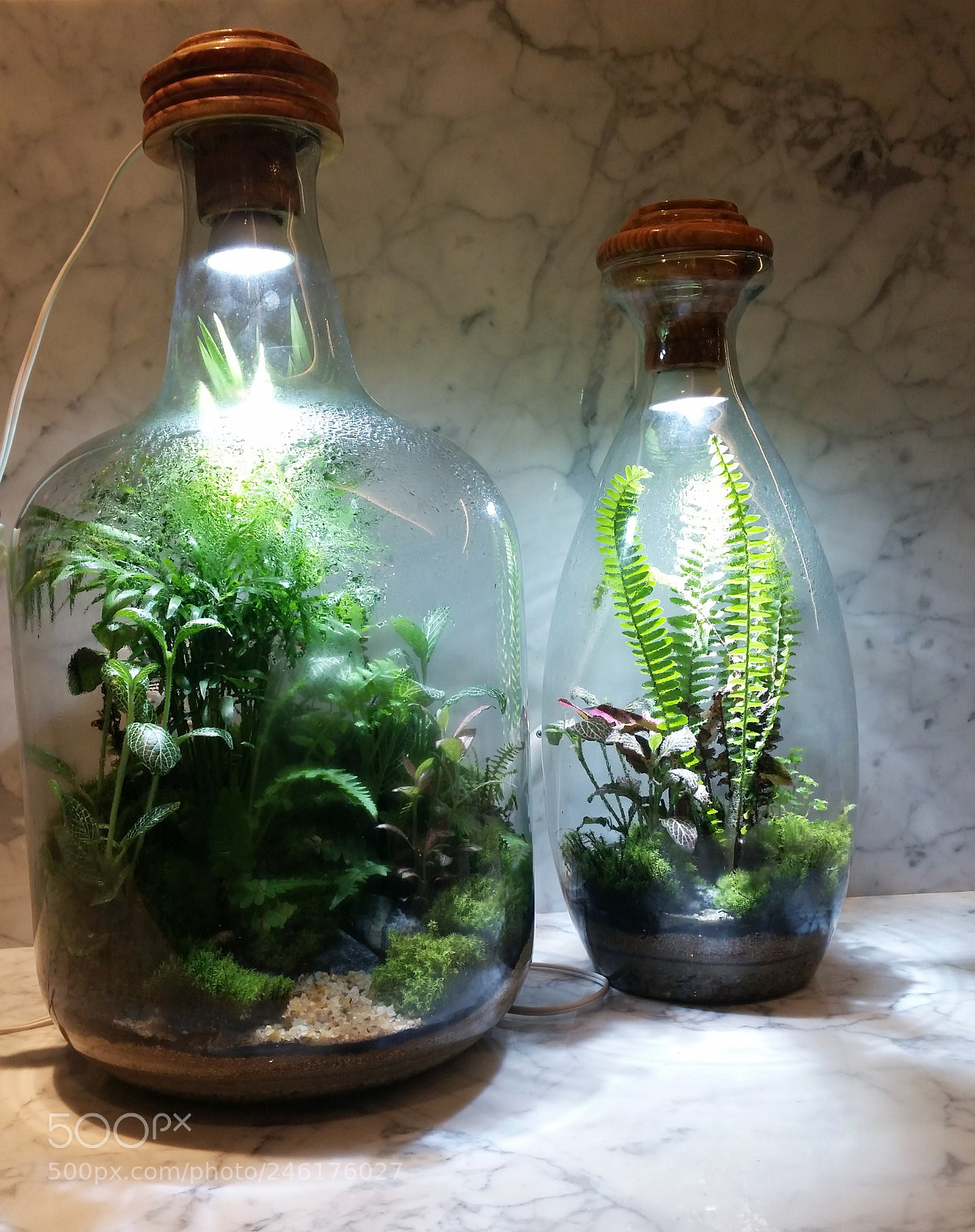 Samsung Galaxy S5 sample photo. Ranimiro plants in glass photography