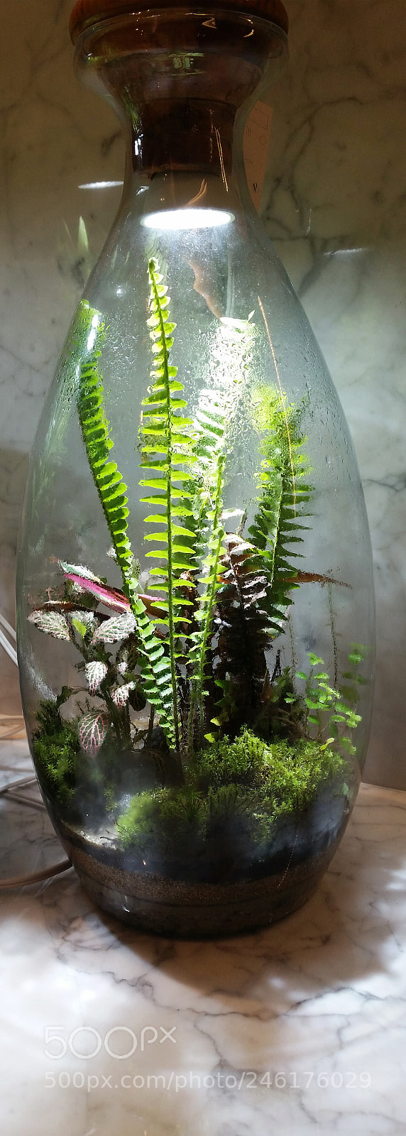 Samsung Galaxy S5 sample photo. Ranimiro plants in glass photography
