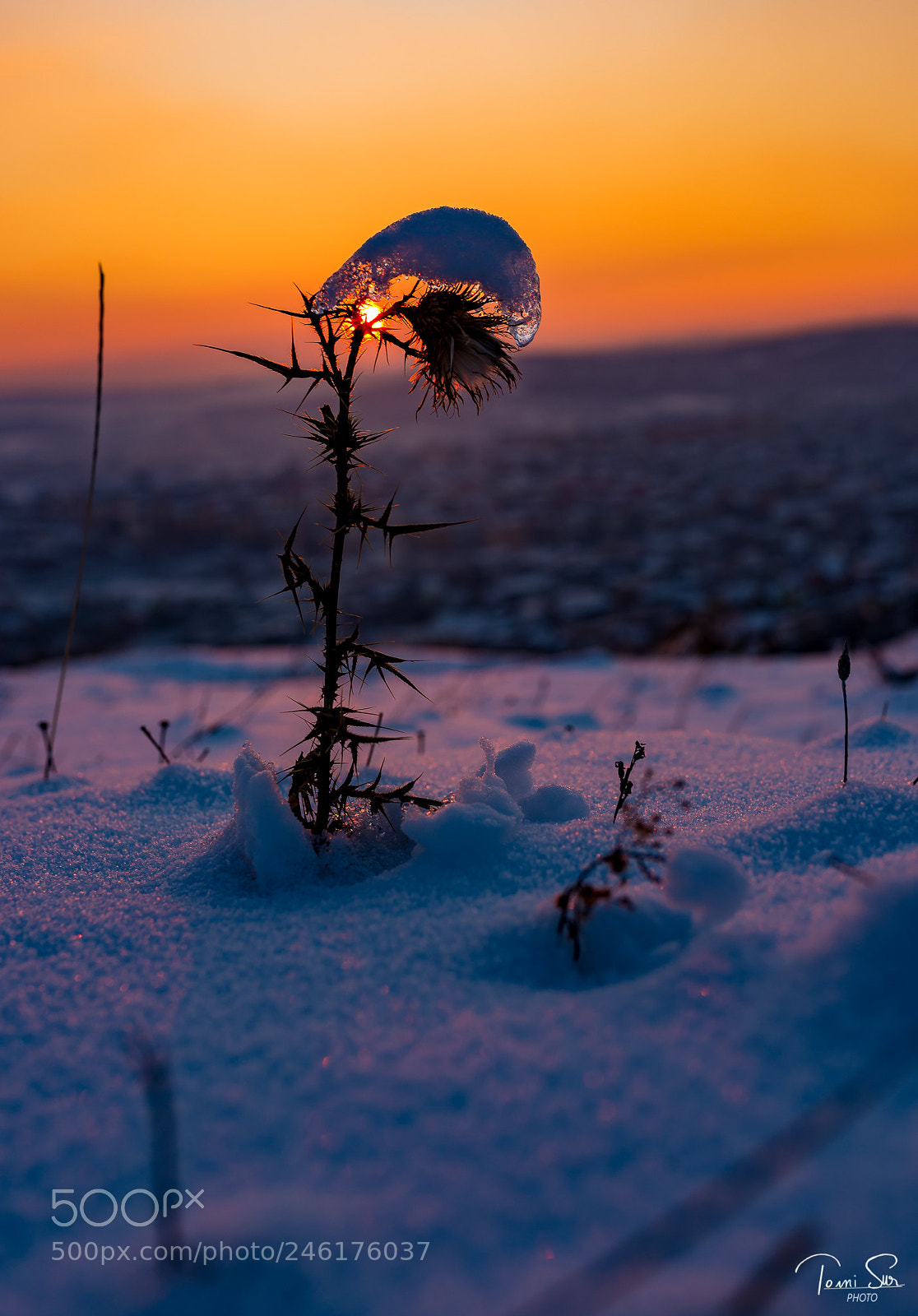 Nikon D610 sample photo. Frozen sunset photography