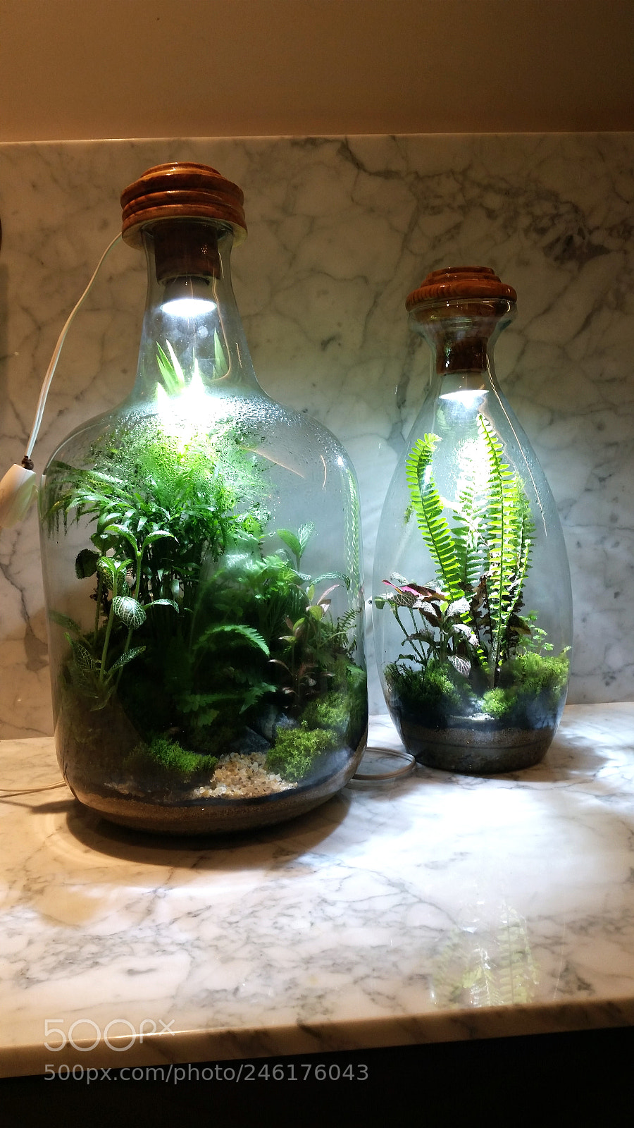 Samsung Galaxy S5 sample photo. Ranimiro plants in glass photography