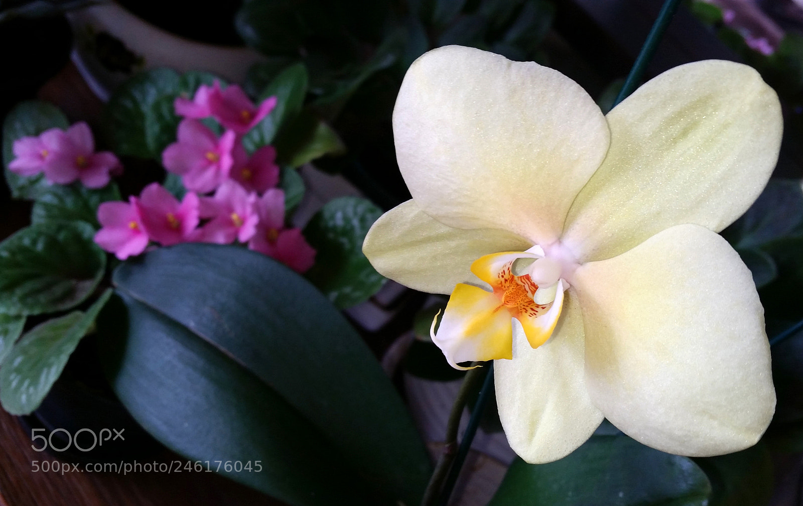 Samsung Galaxy S5 sample photo. Ranimiro white orchid photography