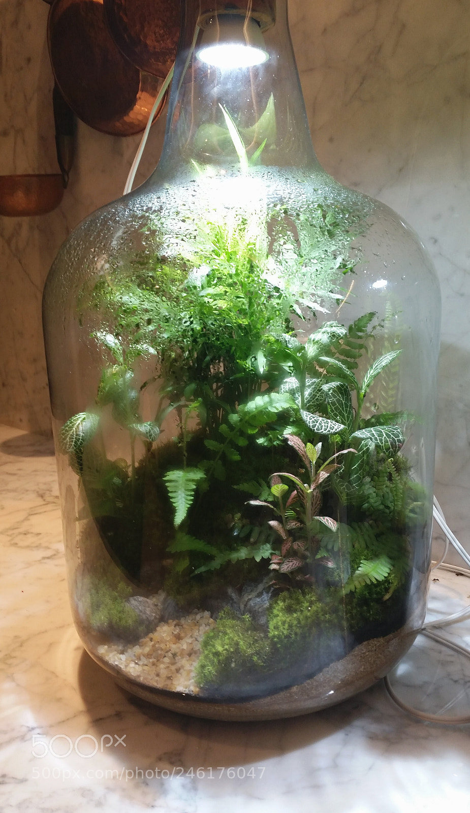 Samsung Galaxy S5 sample photo. Ranimiro plants in glass photography