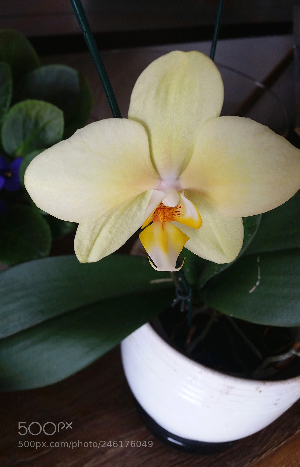 Samsung Galaxy S5 sample photo. Ranimiro white orchid photography