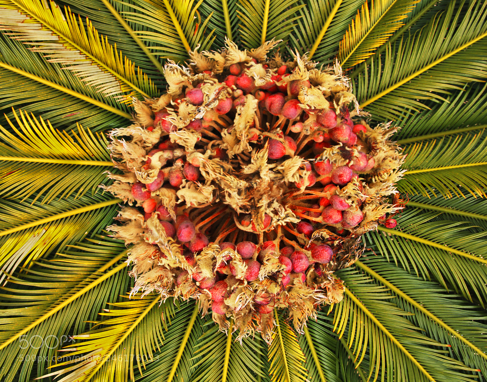 Canon EOS 550D (EOS Rebel T2i / EOS Kiss X4) sample photo. Palm tree photography