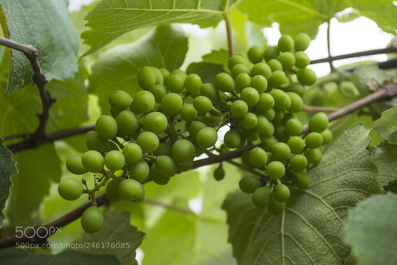Canon EOS 60D sample photo. Ranimiro green grape cluster photography