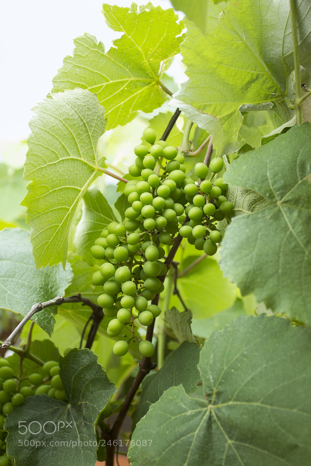 Canon EOS 60D sample photo. Ranimiro green grape cluster photography