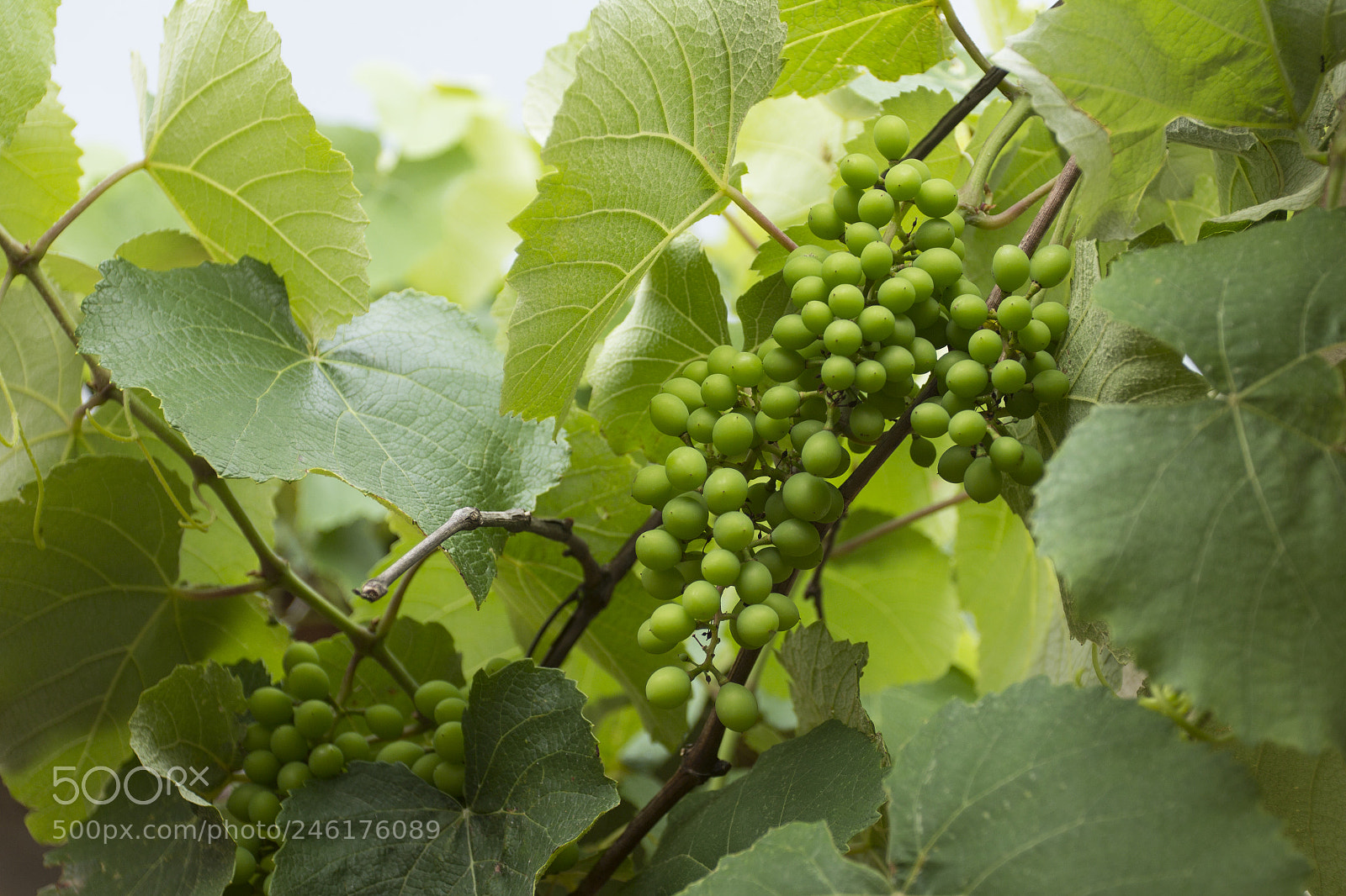 Canon EOS 60D sample photo. Ranimiro green grape cluster photography