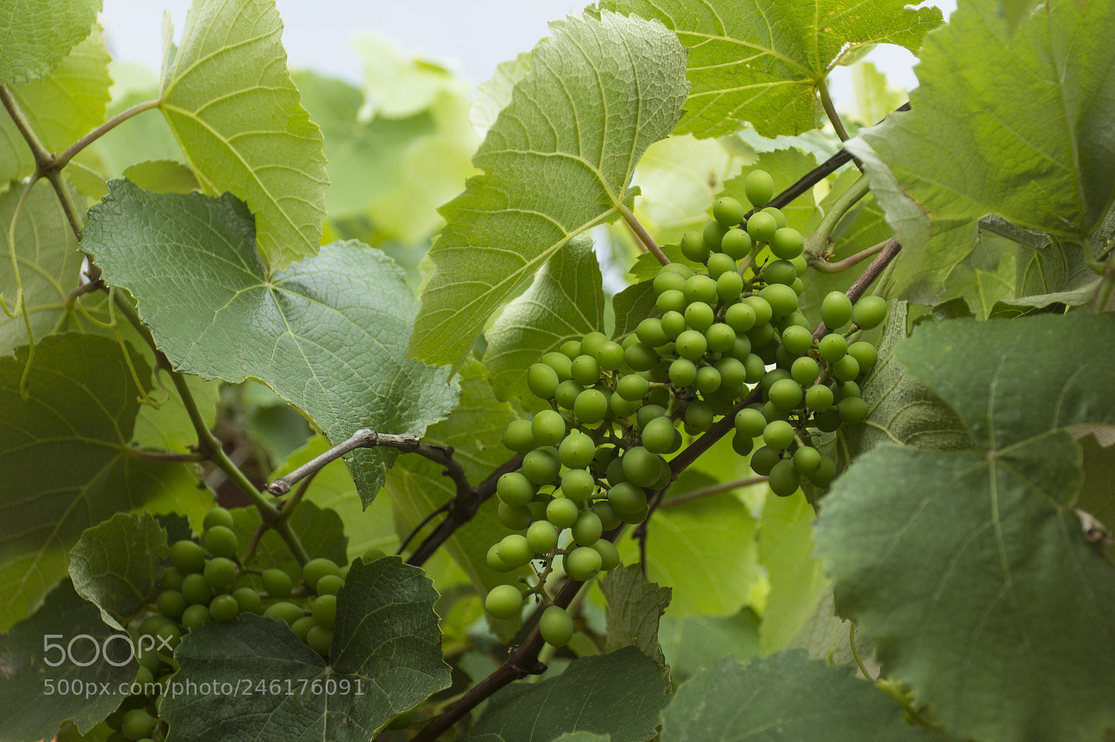 Canon EOS 60D sample photo. Ranimiro green grape cluster photography