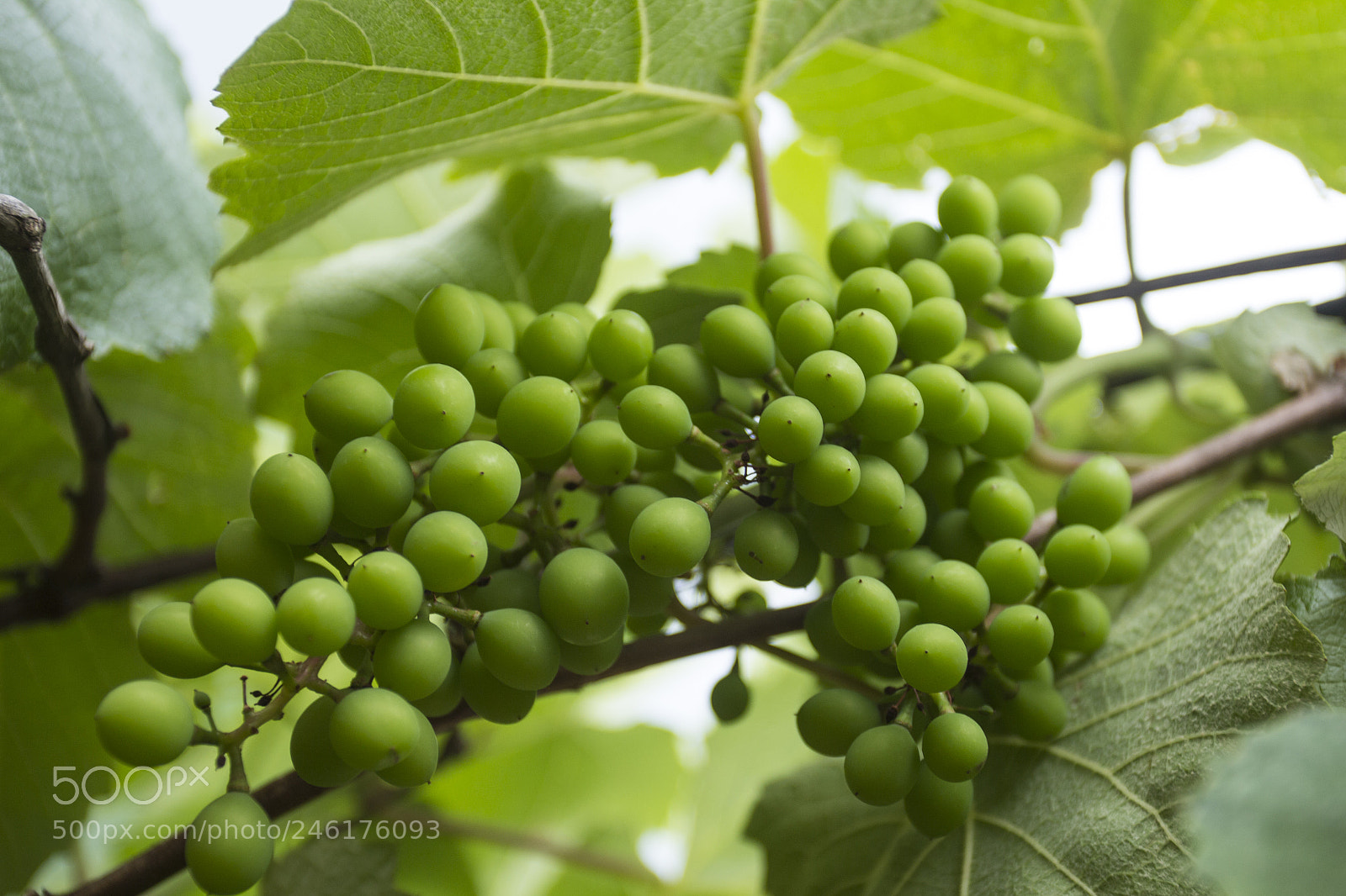 Canon EOS 60D sample photo. Ranimiro green grape cluster photography
