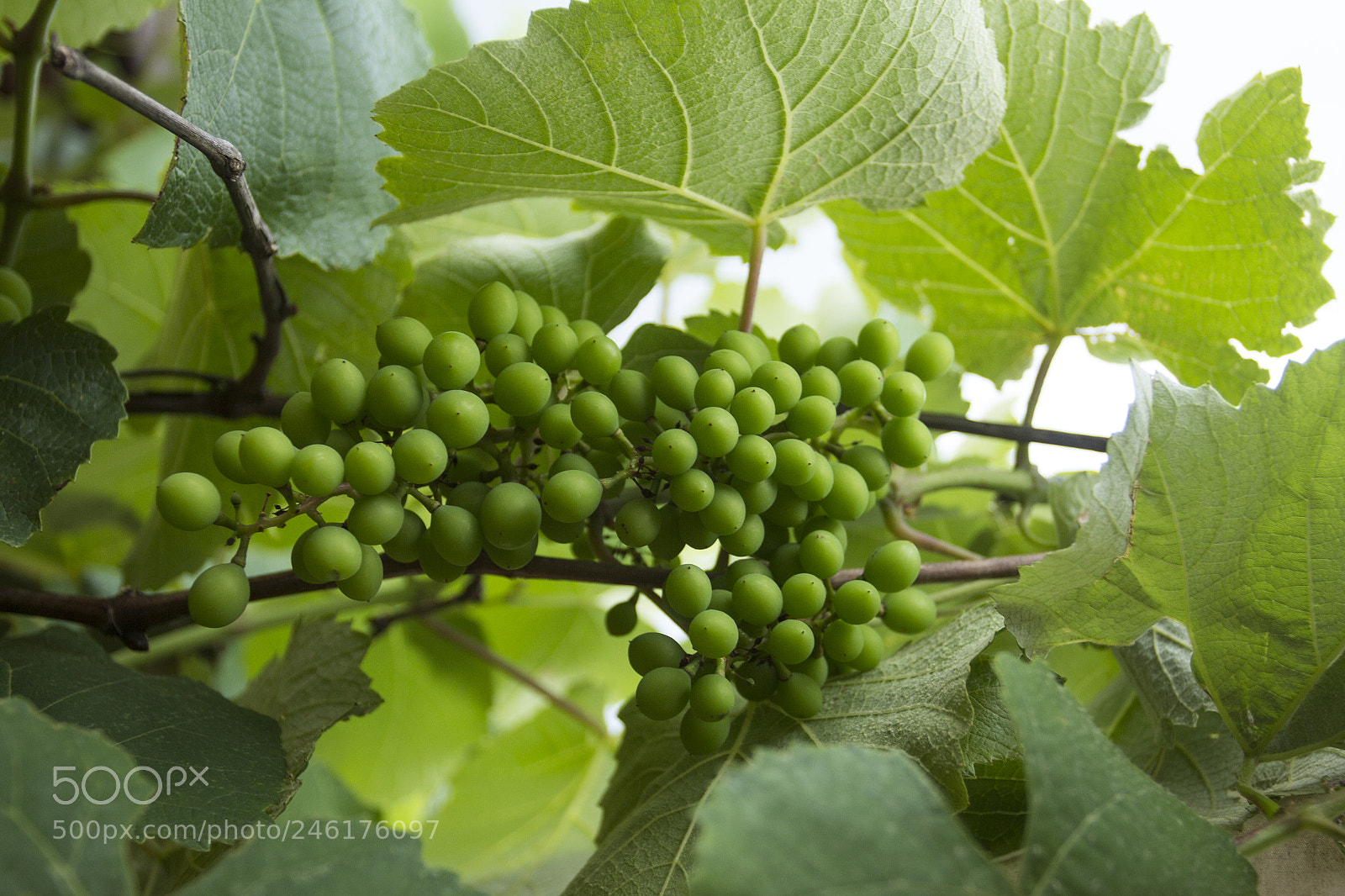 Canon EOS 60D sample photo. Ranimiro green grape cluster photography