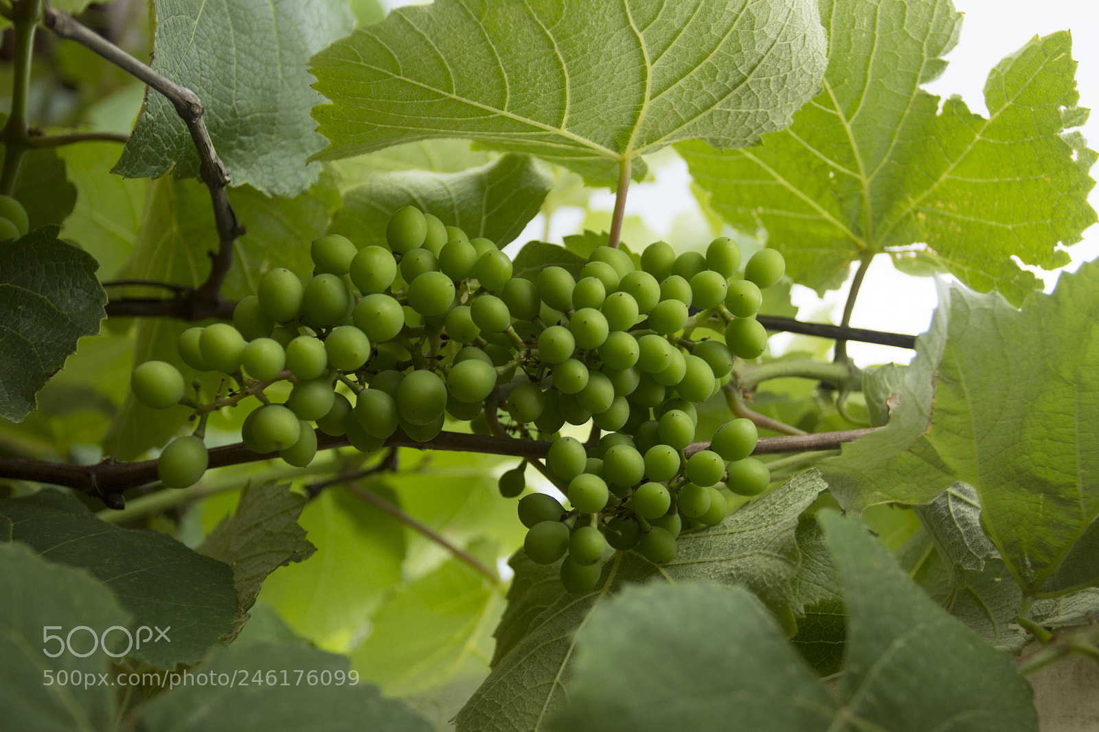 Canon EOS 60D sample photo. Ranimiro green grape cluster photography
