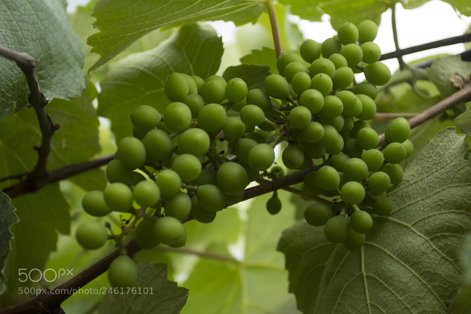 Canon EOS 60D sample photo. Ranimiro green grape cluster photography