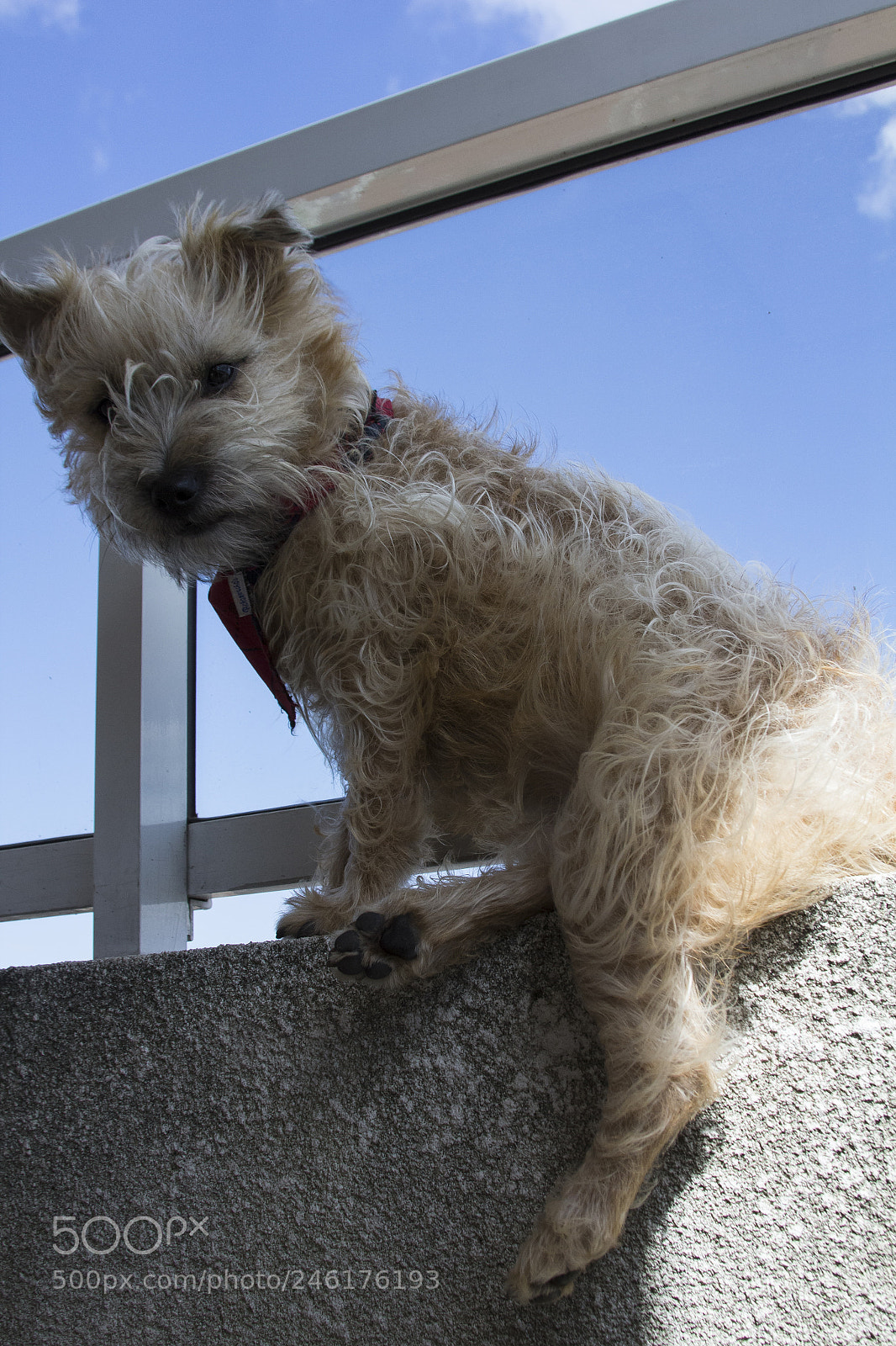 Canon EOS 60D sample photo. Ranimiro dog cairn terrier photography