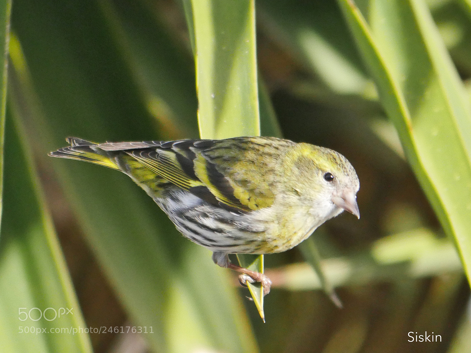 Panasonic Lumix DMC-GX8 sample photo. Siskin (juv) photography