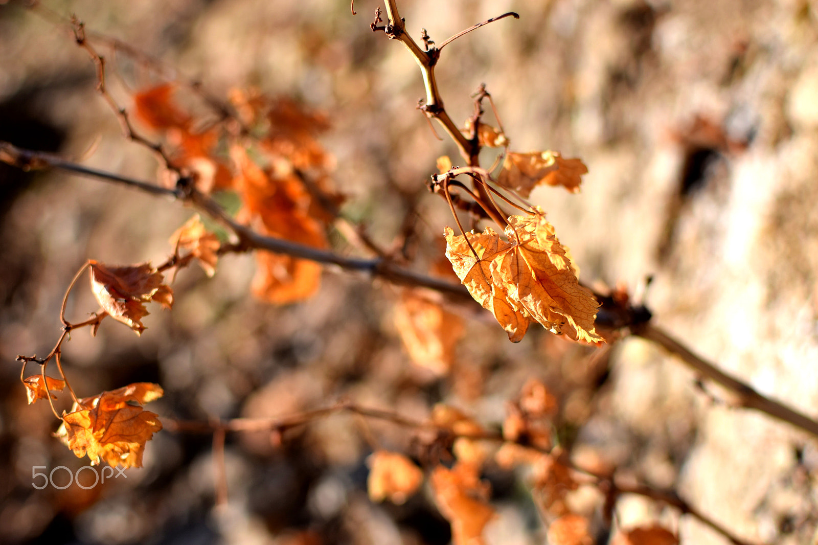 Nikon D5300 + Nikon AF-S DX Nikkor 35mm F1.8G sample photo. Golden leafs photography