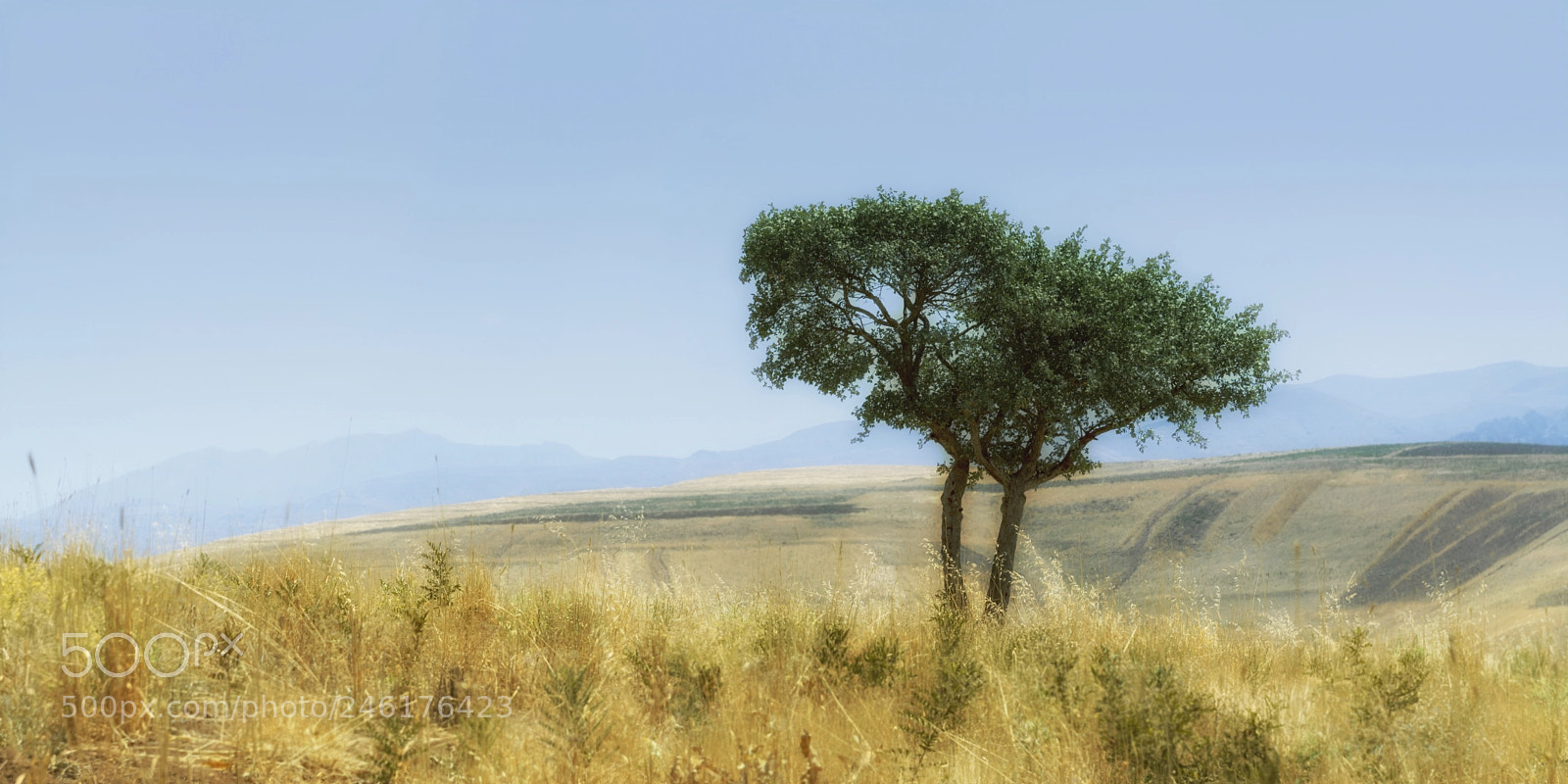 Nikon D7100 sample photo. Grainfield photography