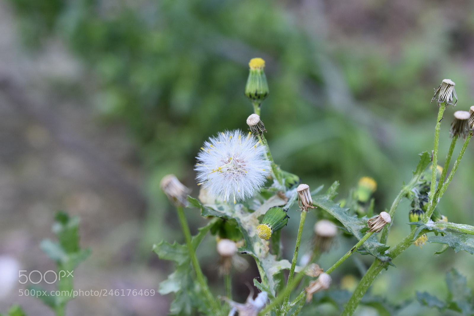 Nikon D3400 sample photo. The last one photography
