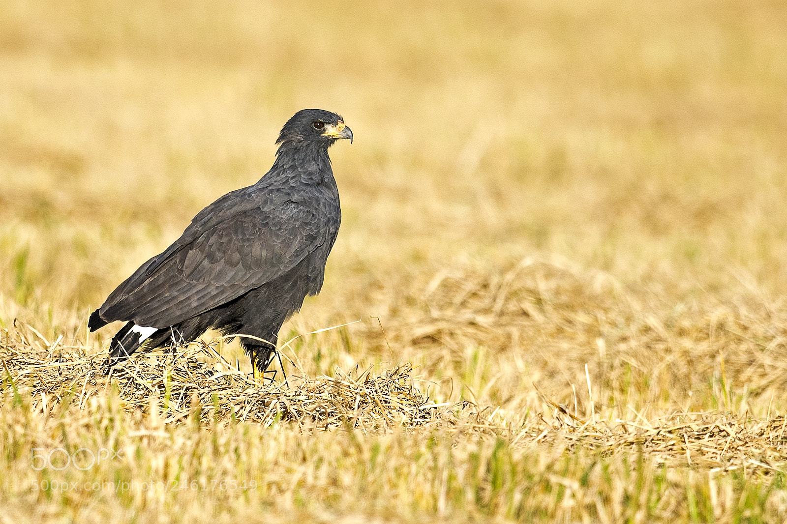 Nikon D5 sample photo. Great black hawk photography