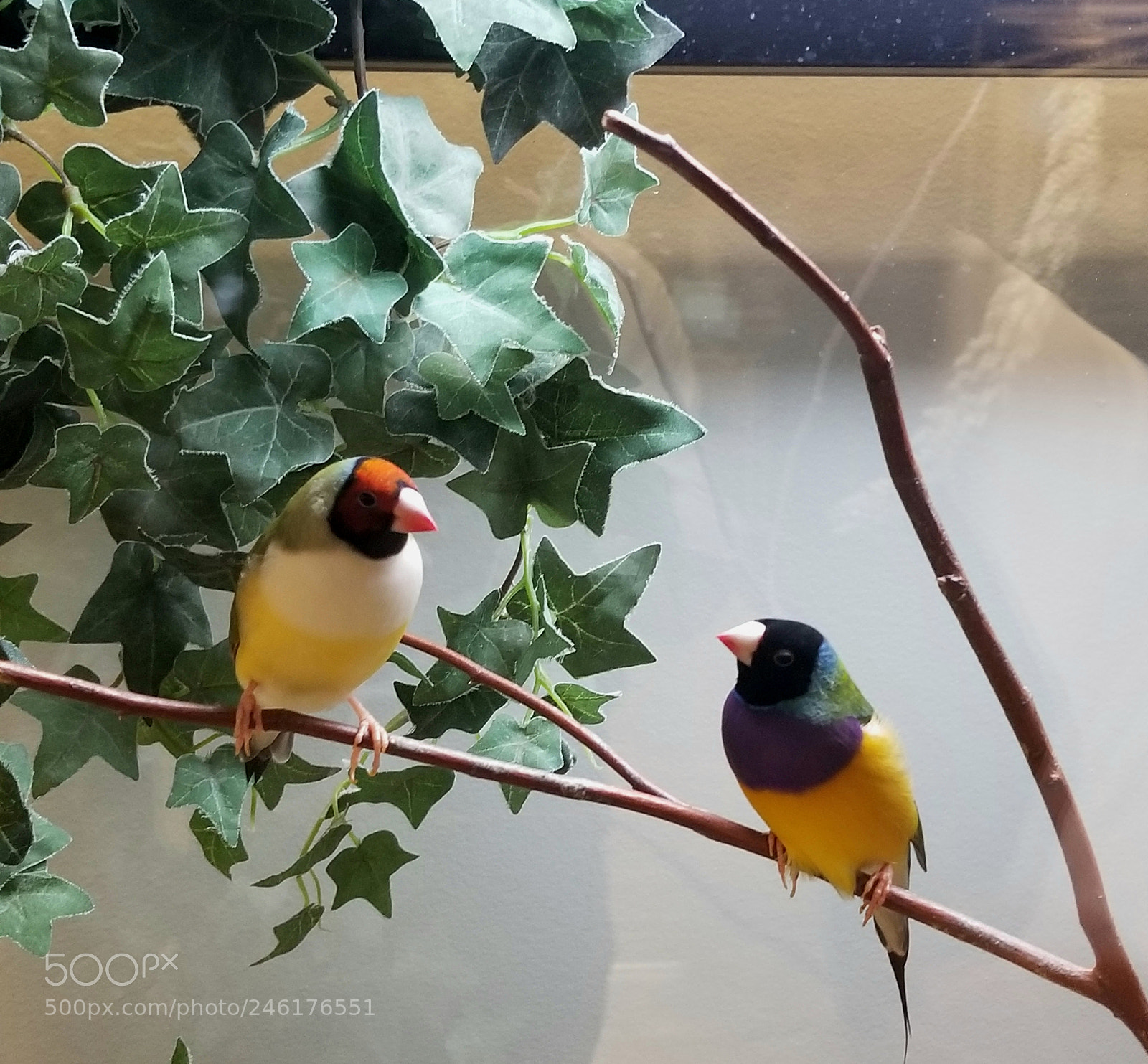 Samsung Galaxy S8+ sample photo. Bird photography