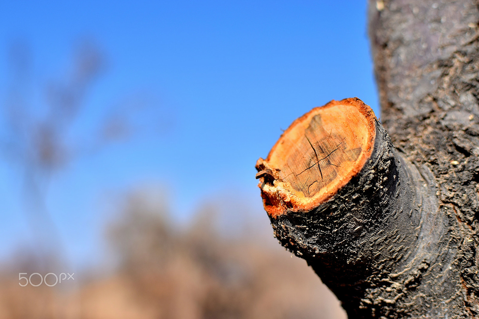 Nikon D5300 + Nikon AF-S DX Nikkor 35mm F1.8G sample photo. Cut branch photography
